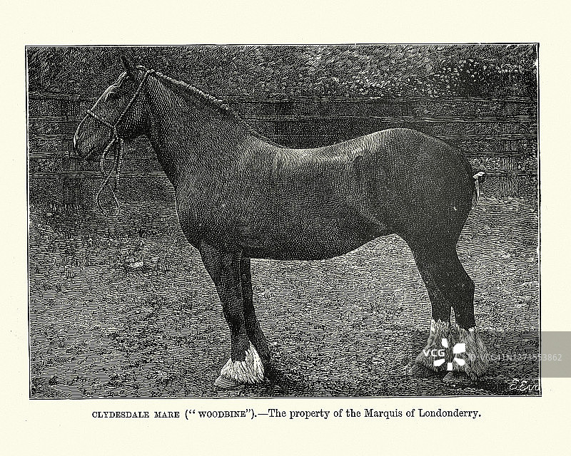 马，克莱兹代尔母马，维多利亚时代，19世纪图片素材