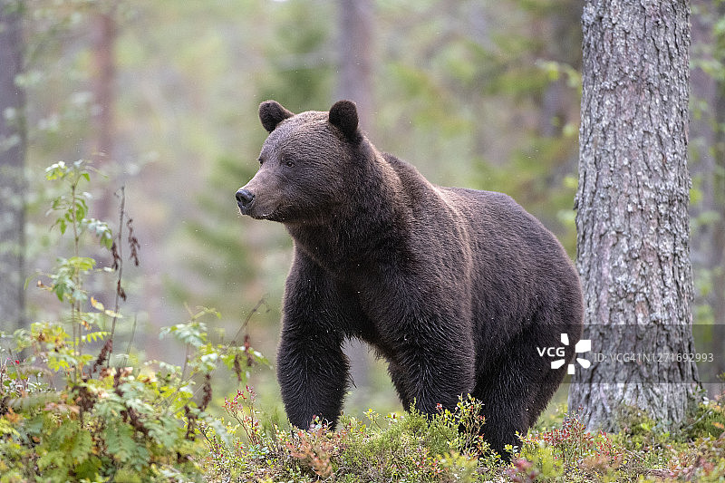 一只熊在芬兰北部锦湖附近的森林里行走图片素材