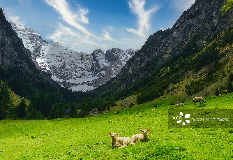 瑞士Sittlisalp，小羊躺在高山草地上图片素材