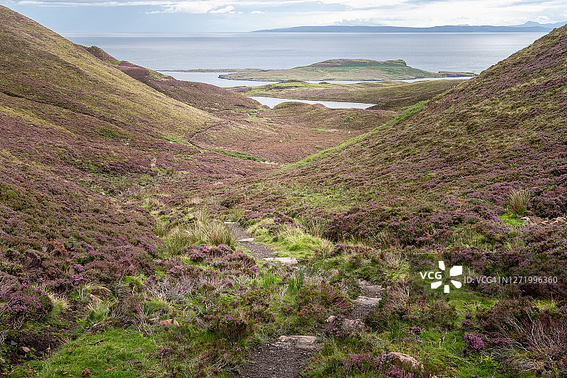 沿着盛开的紫色石南地毯在斯凯岛，苏格兰的徒步小径图片素材