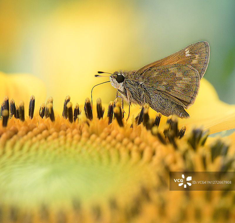 美丽的蝴蝶船长在愉快的向日葵在宾夕法尼亚州的特写图片素材
