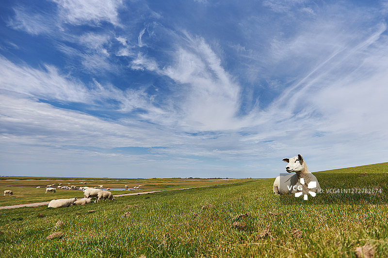 在德国北海的一个堤坝上放牧的羊群和单独的绵羊的照片图片素材
