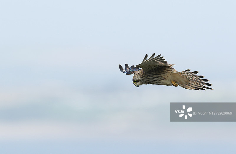 一只华丽的红隼，Falco tinnunculus，在天空中盘旋。图片素材