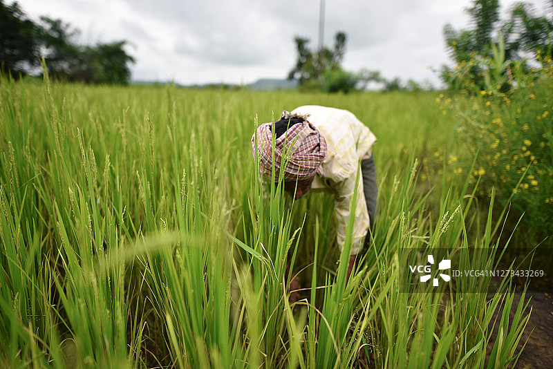在稻田里工作的农民图片素材