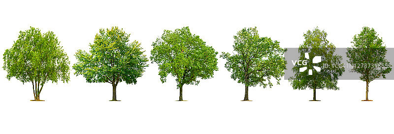 收集不同种类的树木孤立在白色背景。图片素材