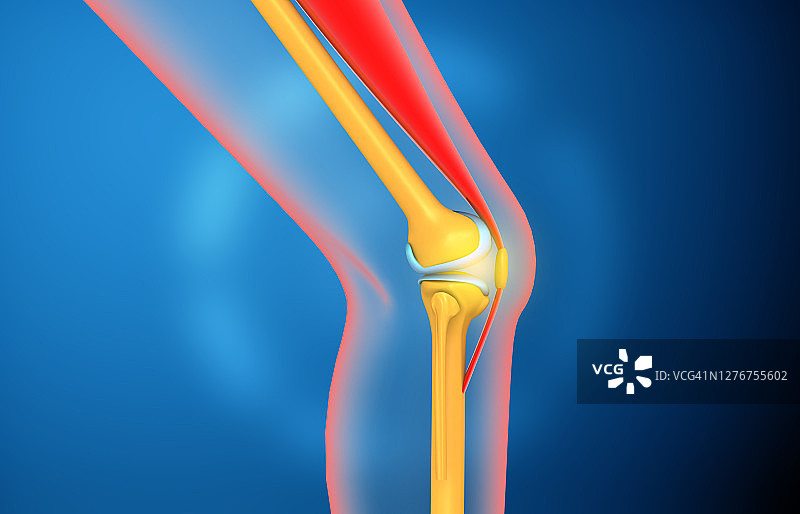 人体膝关节解剖学图片素材