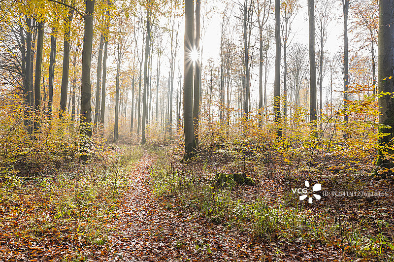 色彩斑斓的山毛榉森林与小路的秋天，奥登瓦尔德，黑塞，德国图片素材