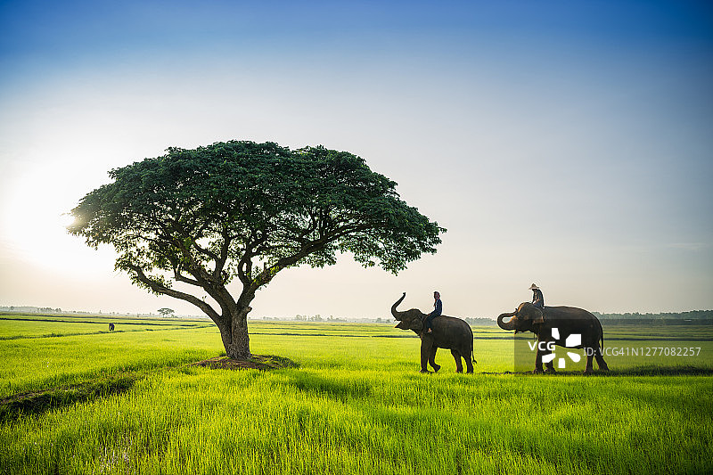 在泰国素林大象村，早晨日出时，大象和象夫在树下的稻田里散步图片素材