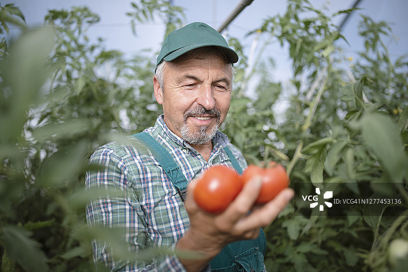 成功的资深农民在他的番茄温室，快乐的农民图片素材