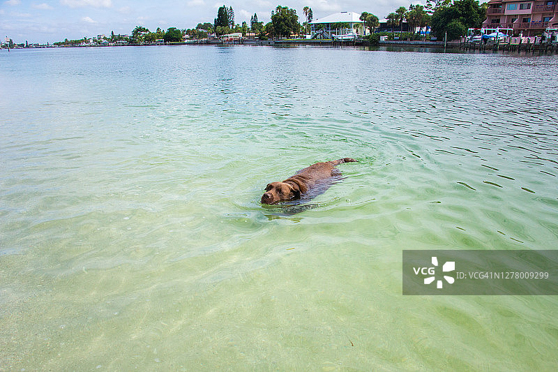巧克力拉布拉多在海洋中游泳，佛罗里达，美国图片素材