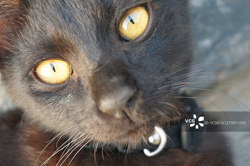 黄色眼睛的黑猫图片素材
