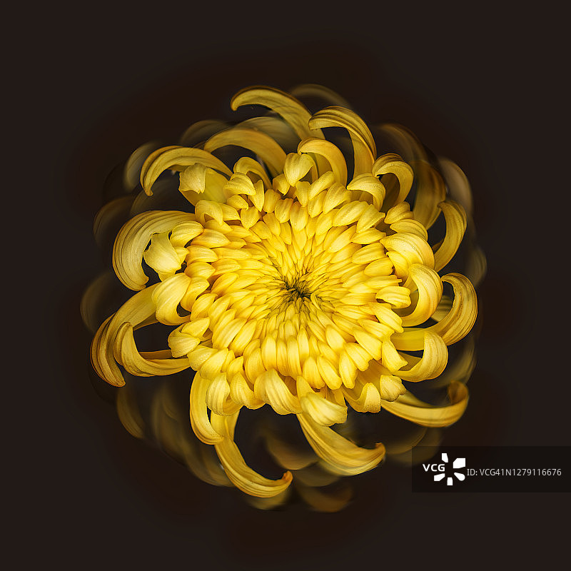 一幅黄色菊花头像。图片素材