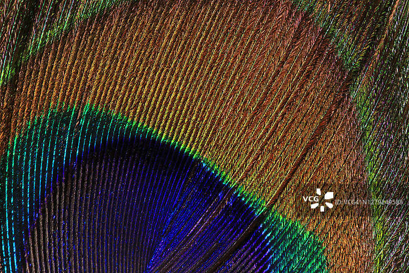 极端近距离的孔雀尾巴羽毛显示细节和标记在充满活力的颜色#5图片素材