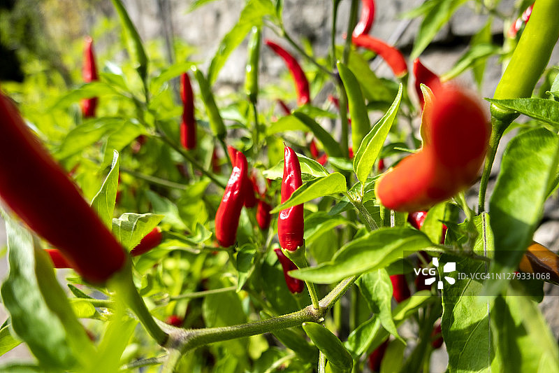 红辣椒在生物花园中生长图片素材