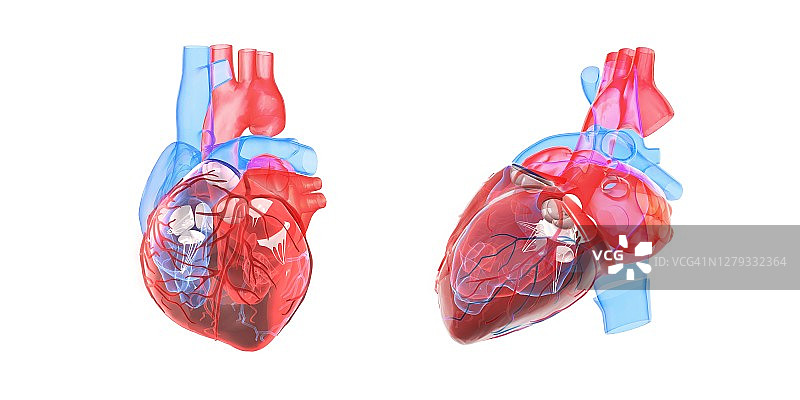 人体心脏解剖，说明图片素材
