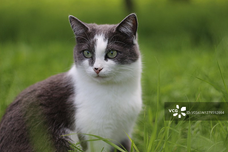 夏日里，一只漂亮的灰烟猫长着明亮的绿色眼睛，坐在花园里的绿色草地上，眺望远方。色彩饱和的肖像一只优雅的猫。图片素材