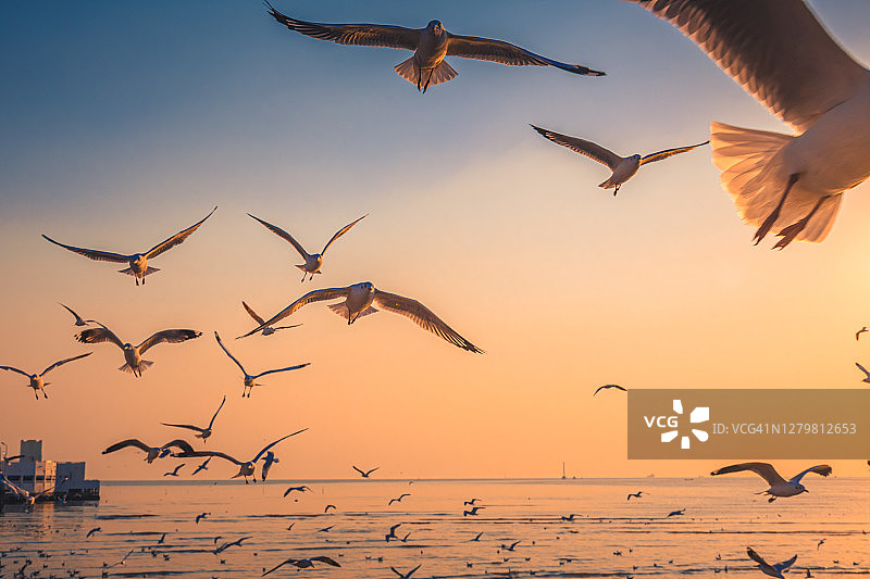 日落时海鸥在海面上飞翔的风景图片素材