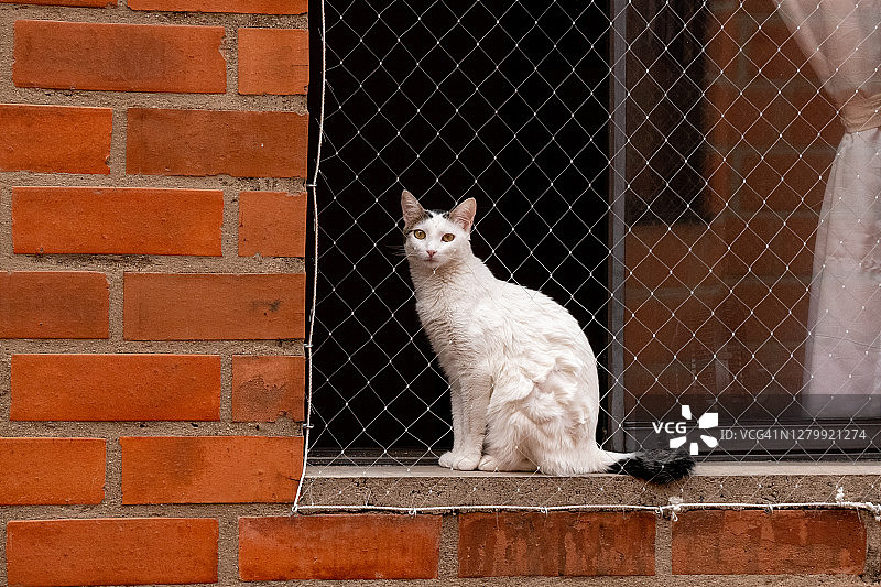 烤架后面窗户上的一只白猫图片素材