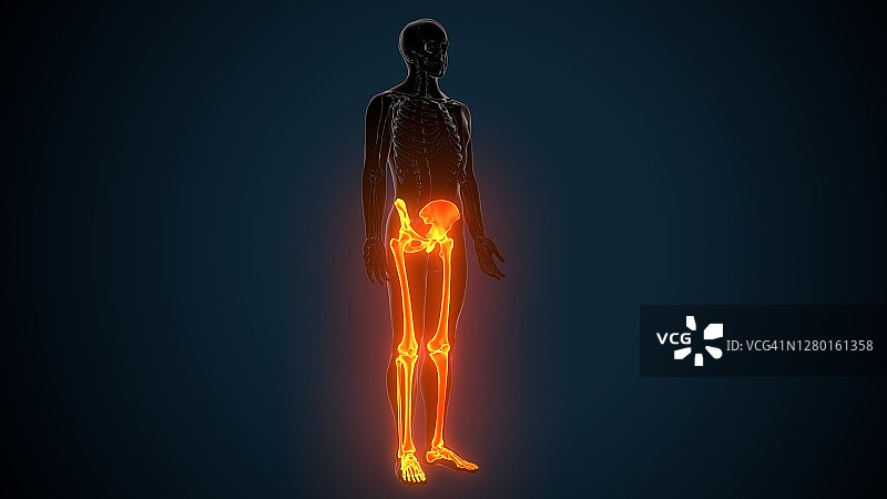 人体骨骼腿部关节解剖的三维插图图片素材