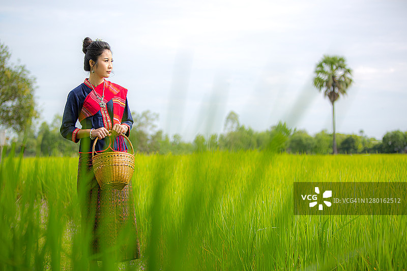 泰国农妇在稻田里收割，泰国农妇在稻田里收割图片素材