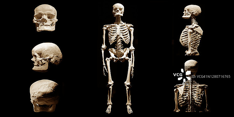 人体骨骼解剖死亡抽象孤立图片素材