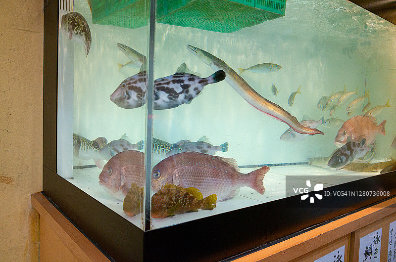 多顿比利餐厅鱼缸里的各种咸水鱼图片素材