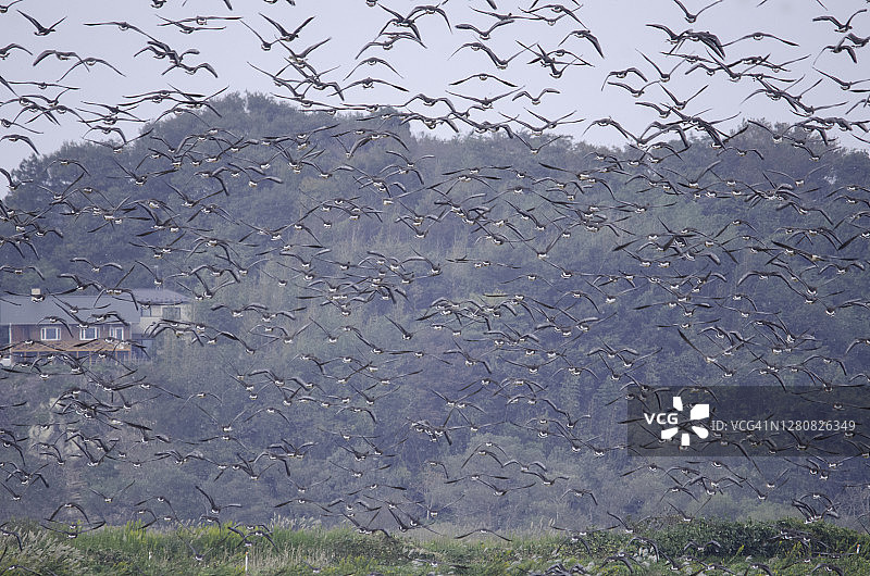 宫城县Izunuma，一群白头鹅在飞翔图片素材