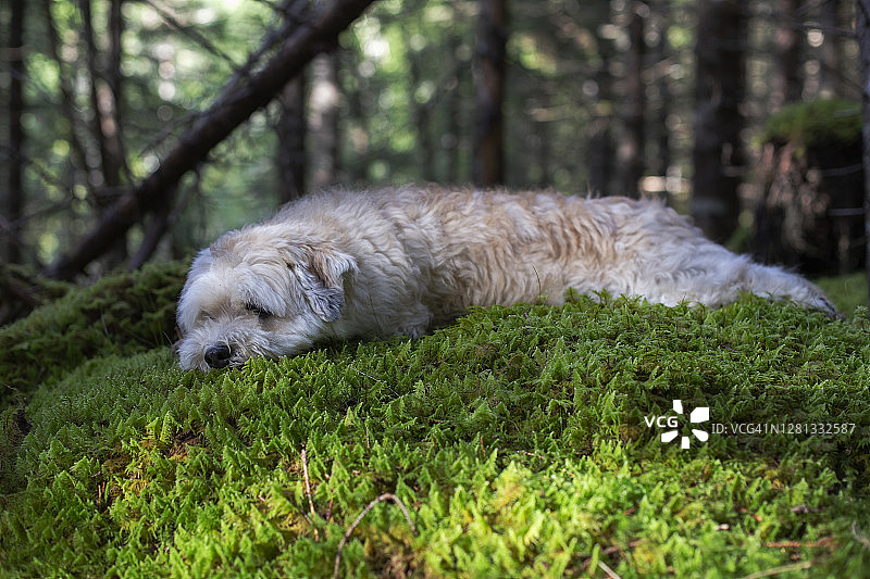 一只白狗躺在树林里的苔藓上图片素材