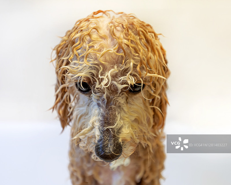 在浴缸里的坏脾气湿狗，凝视，特写，白色背景图片素材