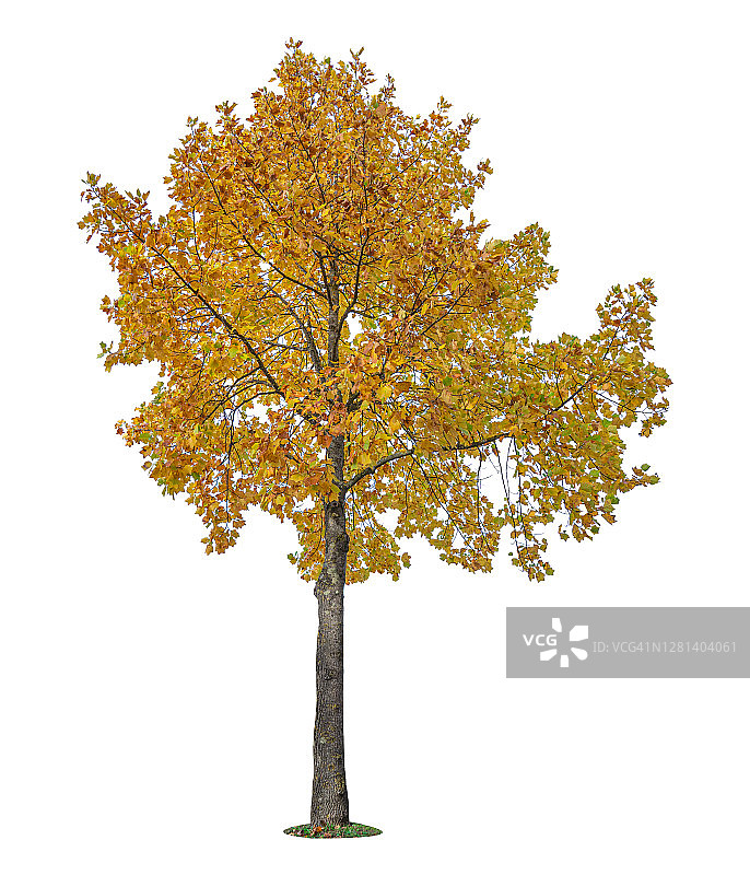秋天的树木在白色的背景上互相孤立图片素材