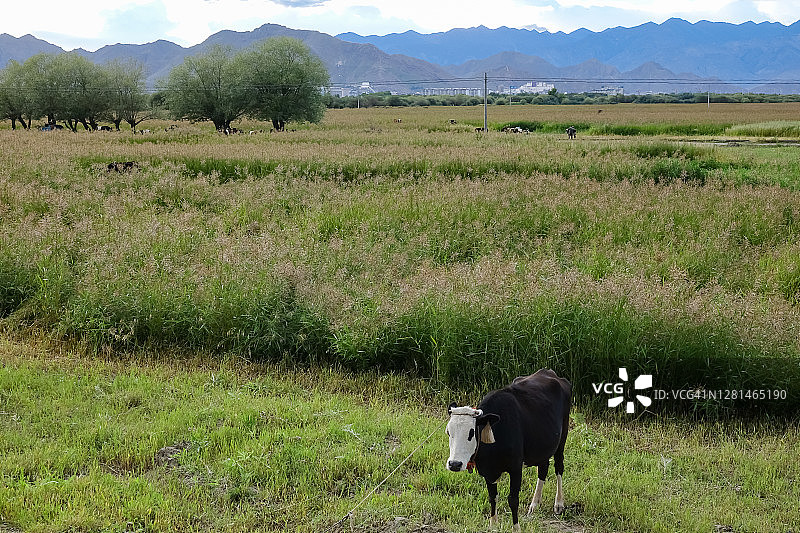 夏天，牛在草原上吃草图片素材