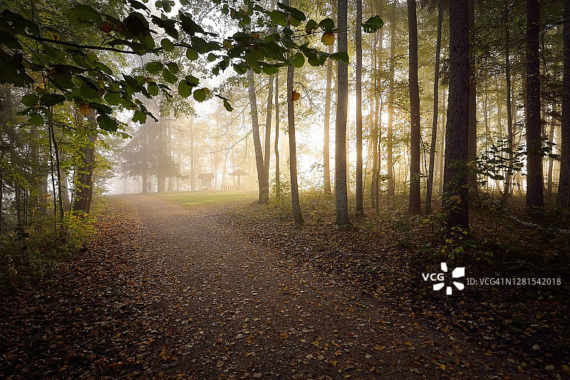 小路穿过常绿的森林，在神秘的晨雾中，自然隧道的五颜六色的树木，柔和的光线。田园诗般的秋天的场景。自然,生态,季节。大气的格局。拉脱维亚图片素材