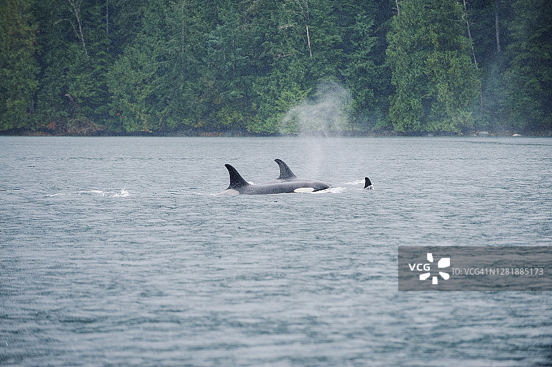 一群虎鲸也被称为逆戟鲸穿过加拿大不列颠哥伦比亚省的水域图片素材