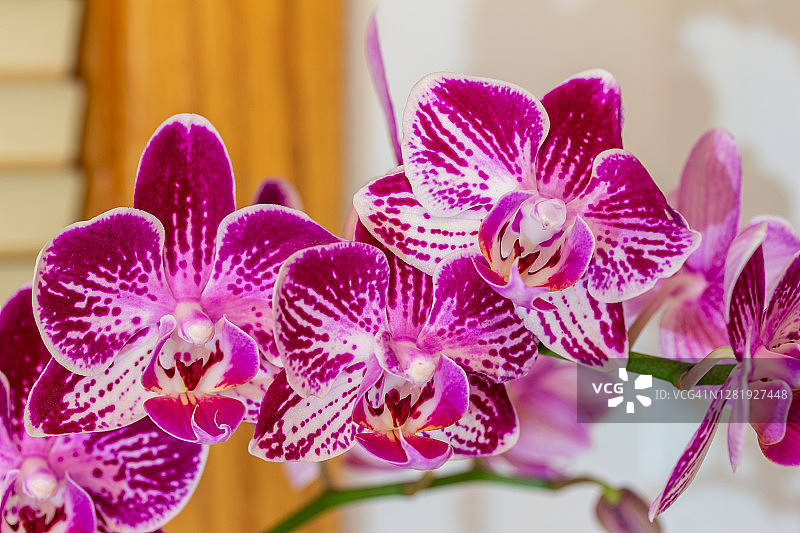 在室内设置美丽的紫色和白色花蛾兰花植物的宏观视图图片素材