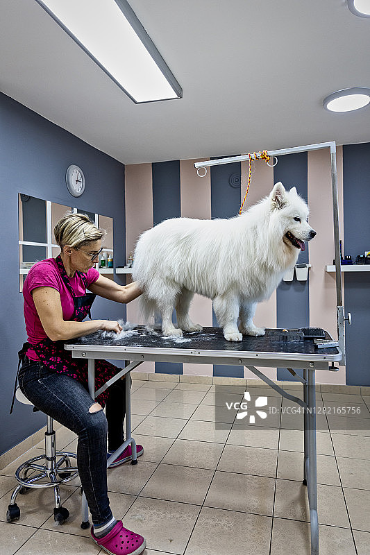 女狗美容师正在给一只萨摩耶狗梳头图片素材