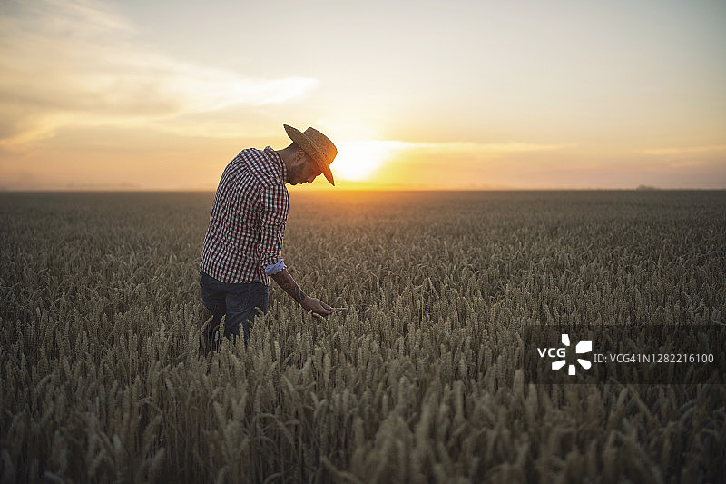 一位年轻的农民在日落时检查他的麦田。图片素材