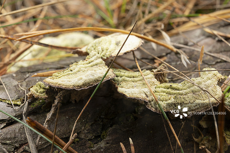 云纹瓢虫，云纹瓢虫或云纹瓢虫。松树林中的蘑菇。德国勃兰登堡。图片素材
