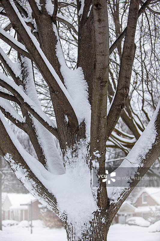 雪在冬天图片素材