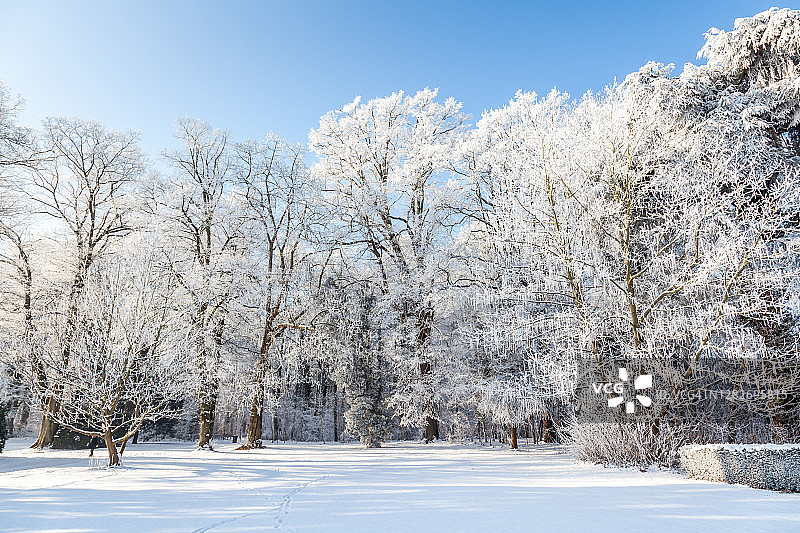 特夫伦公园的树木被霜覆盖图片素材