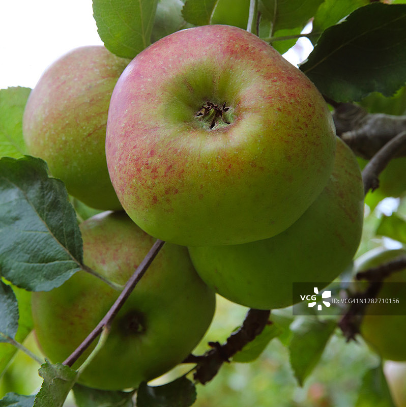 深红色的苹果生长在英国花园果园的树上。图片素材