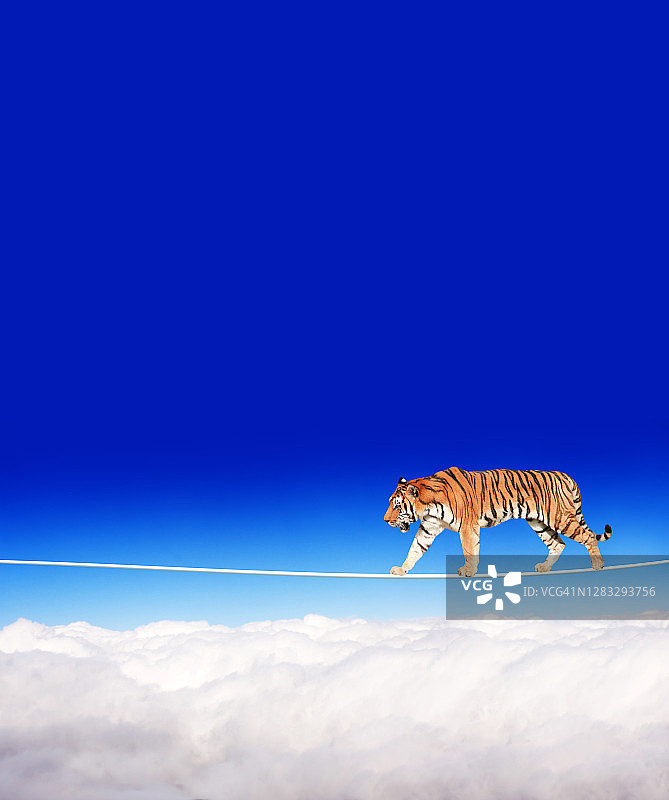 老虎在绳索上行走，背景是蓝天图片素材