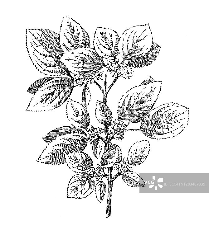 《植物学》、《鼠李属植物》(鼠李属)的古老雕刻插图图片素材