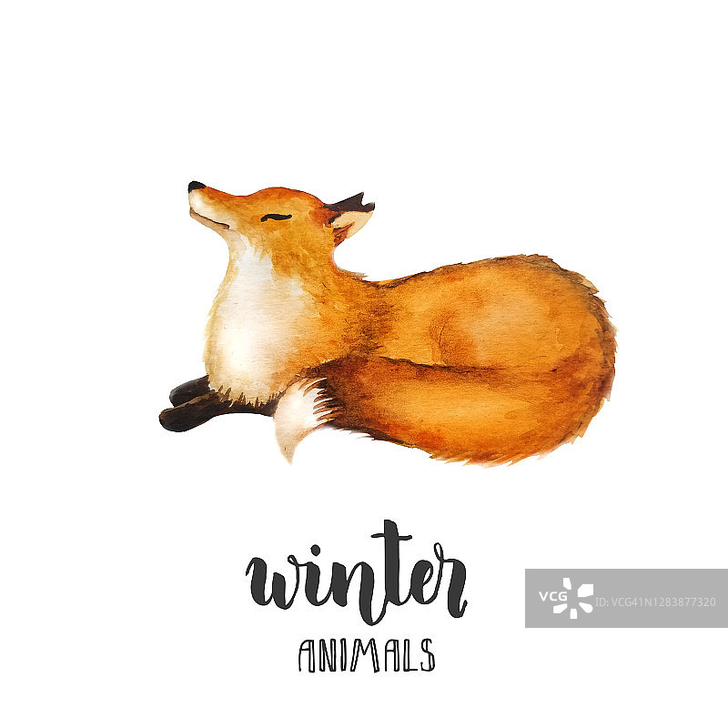 水彩红狐狸孤立在白色。可爱的狐狸。水彩插图。冬天的动物。圣诞节,新年图片素材
