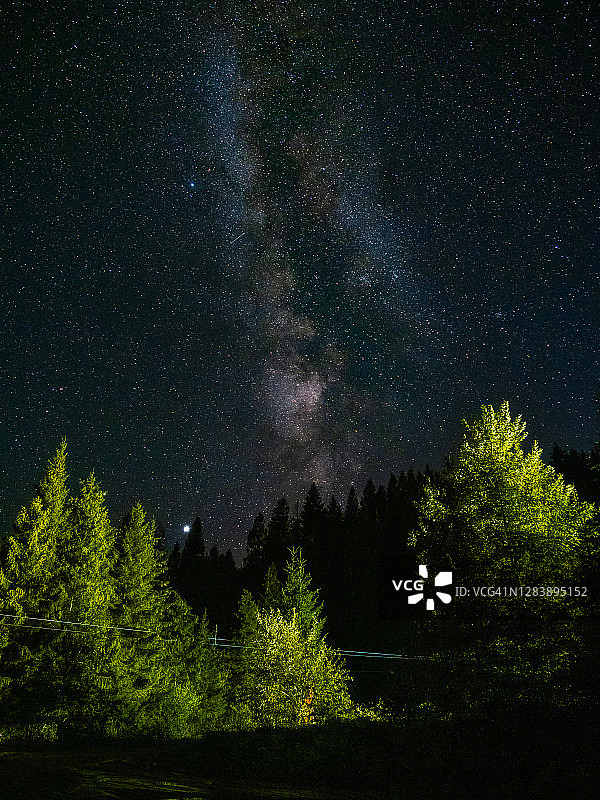 夜空繁星点点，杉木林中银河环绕图片素材