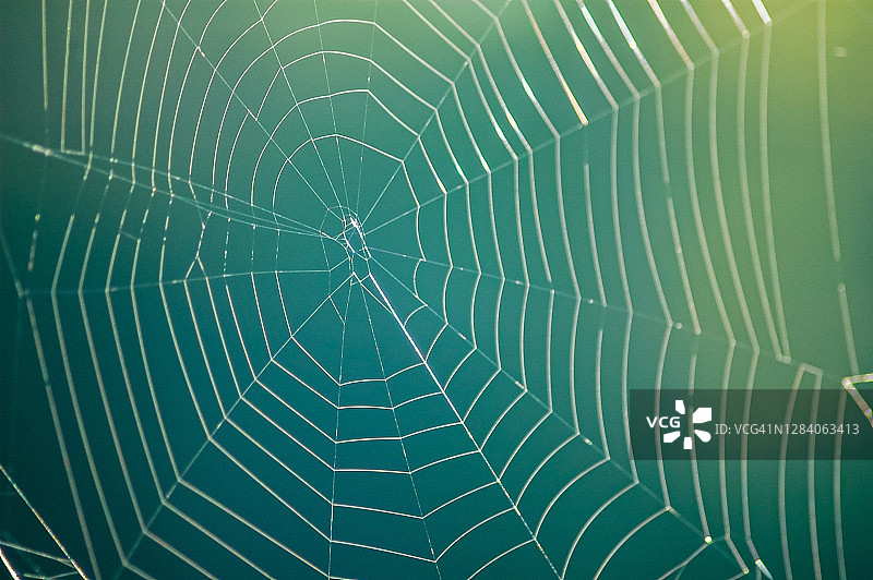 蜘蛛网图片素材