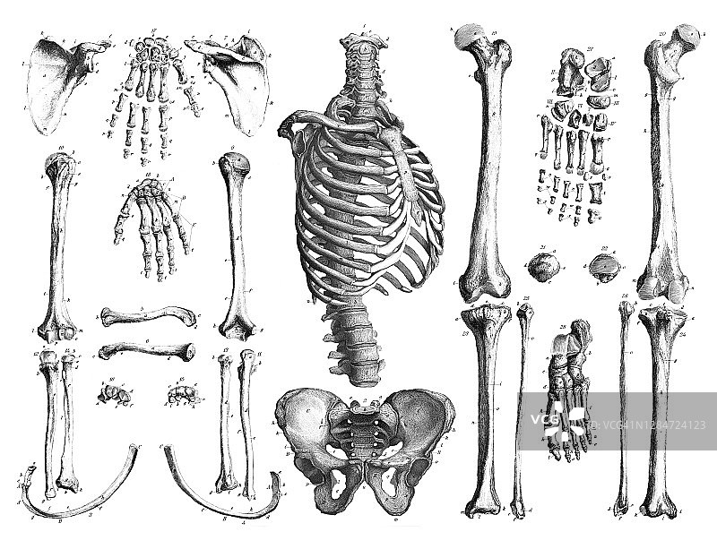 古老的刻有人骨的插图，人骨图片素材