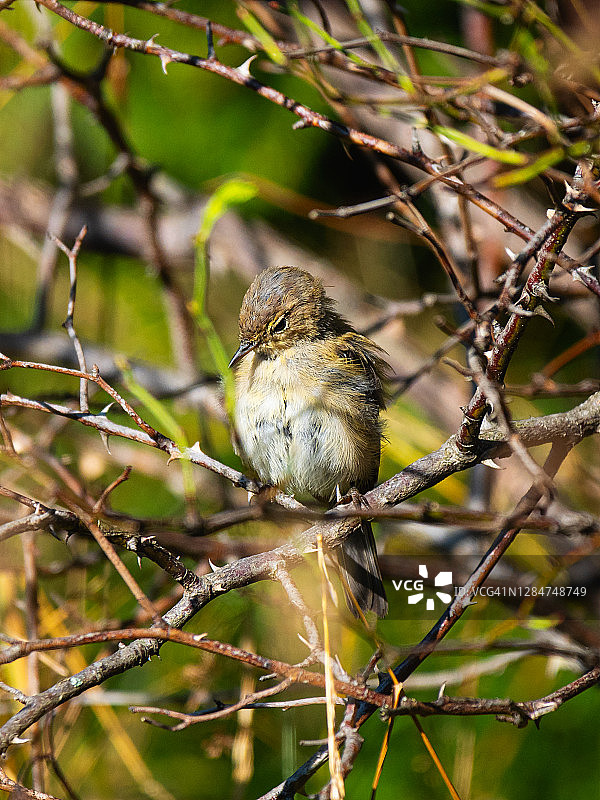 在一个阳光明媚的日子里，小可爱的小鸟在灌木丛的树枝上图片素材