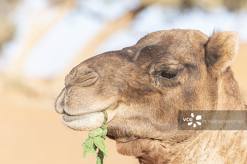单峰骆驼，单峰骆驼图片素材
