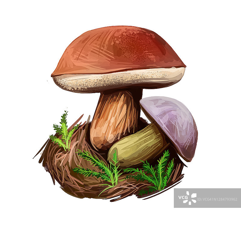 是一种可食用的有孔蘑菇，发现于欧洲和北美，孤立于白色。数码艺术插画，天然食品。秋收草菇，健康有机膳食。图片素材