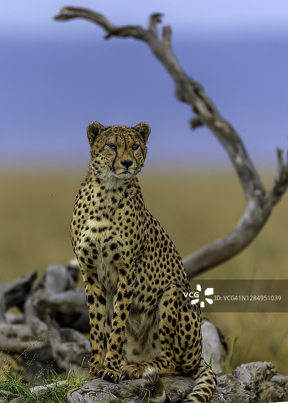 猎豹扫描着马赛马拉的大草原。图片素材